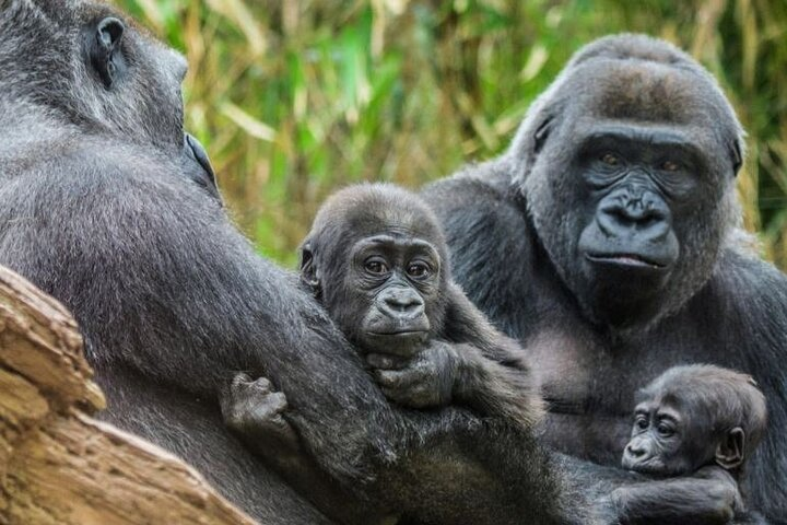 Bronx Zoo Admission Ticket - Photo 1 of 7